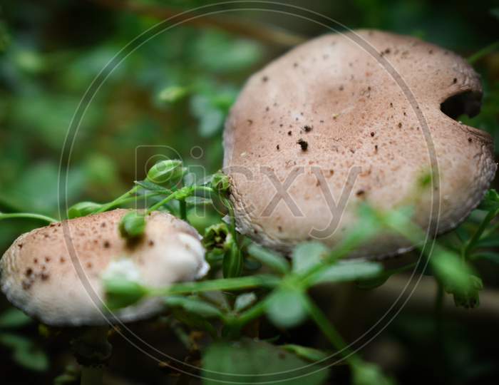 A PAIR OF BLUSHER MUSHROOM AT A WET PLACE SURROUNDED BY TINY PLANTS