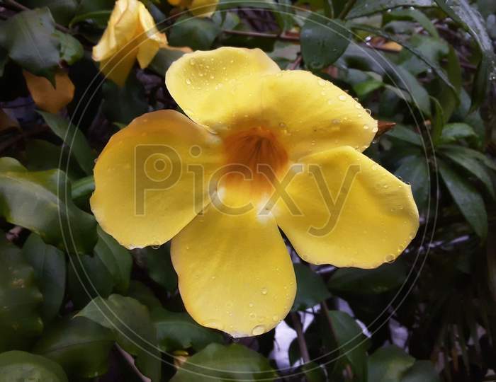 The Indian beautiful yellow flower