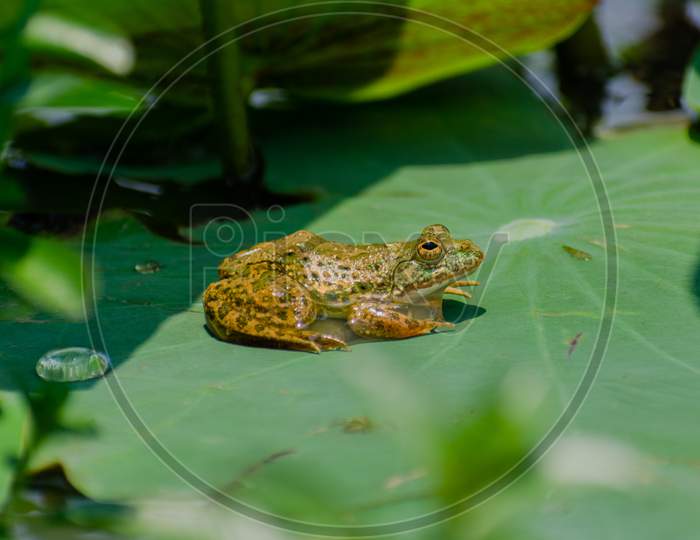 TINY GREEN FROG SITTING ON A LOTUS LEAF