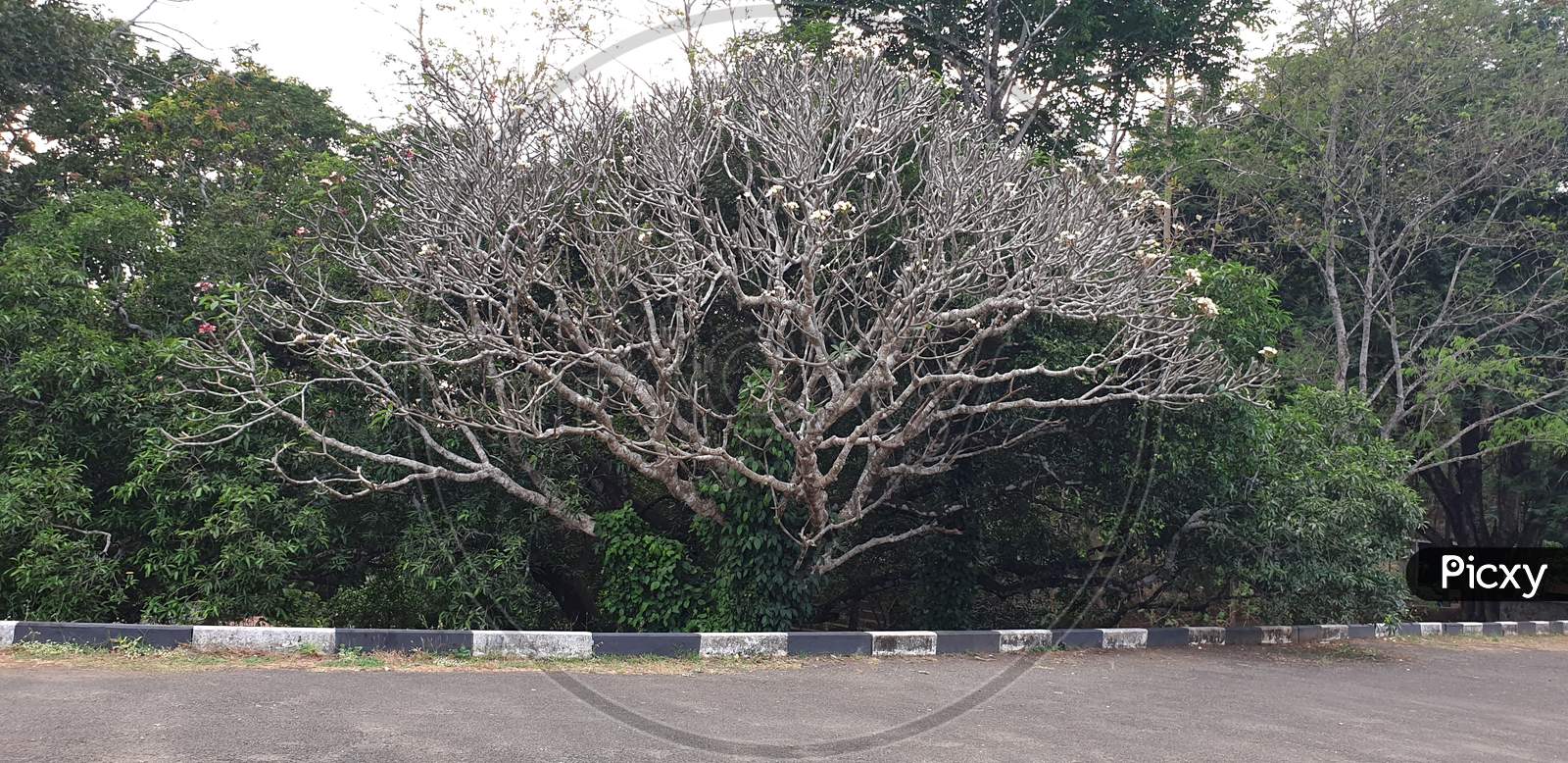 Woody Tree without Leaf , Vazhani Dam Reservoir In Kerala, India.