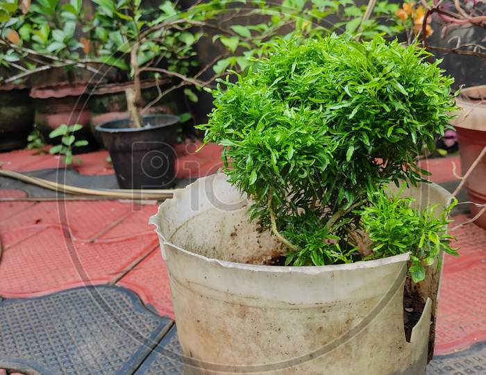 Herb type house plant in garden