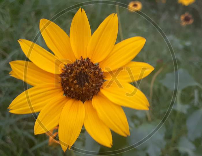 Helianthus niveus  is species of sunflower