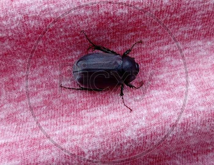 Black beetle  in nature