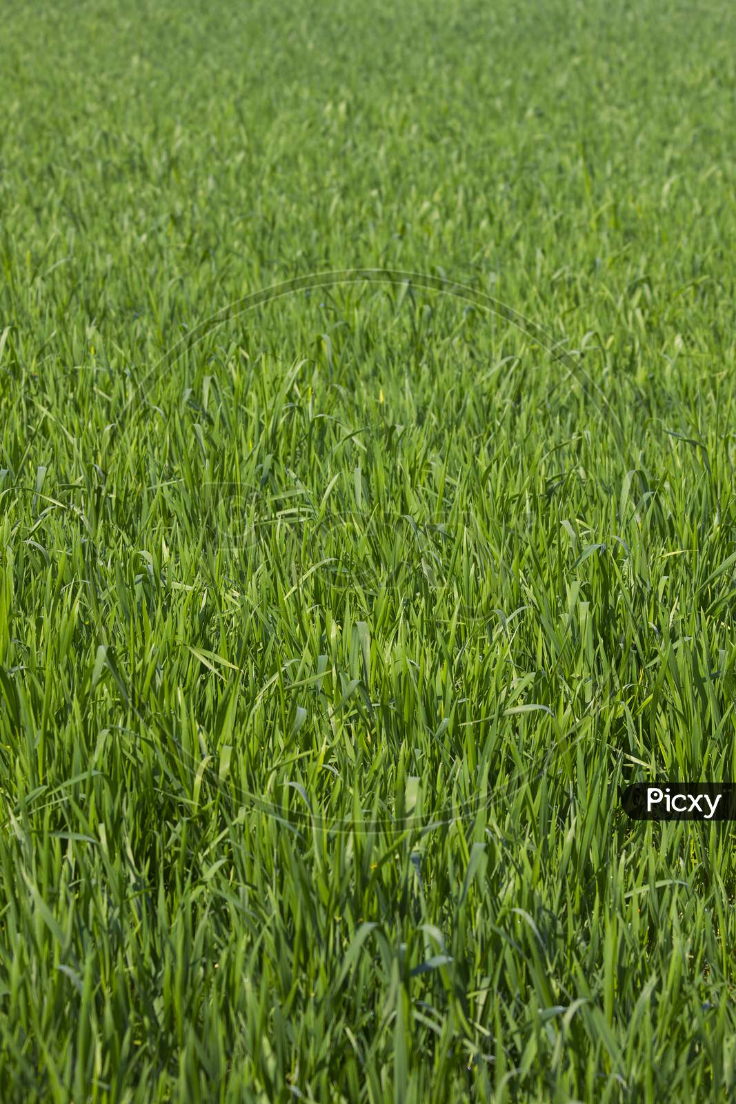 Selective Focus on Paddy Field