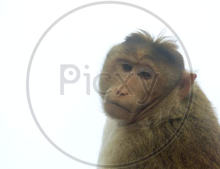 Close up shot of a Monkey
