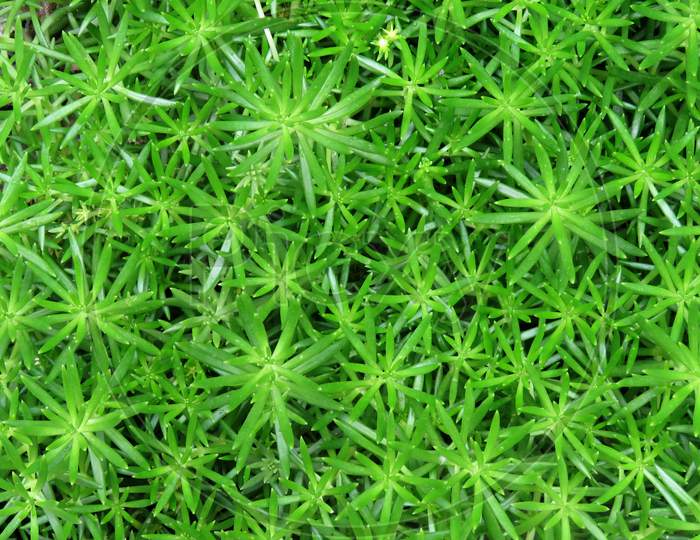 Polytrichum commune Plant,Green grass background