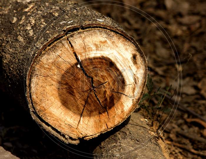 Close up shot of a Tree Stem