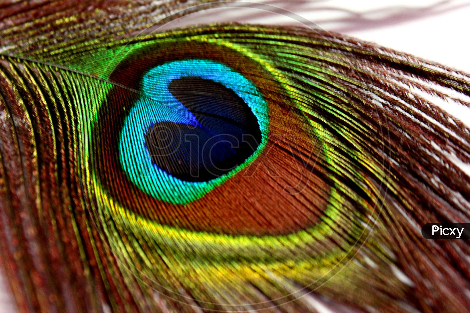 Selective Focus on Peacock Feathers