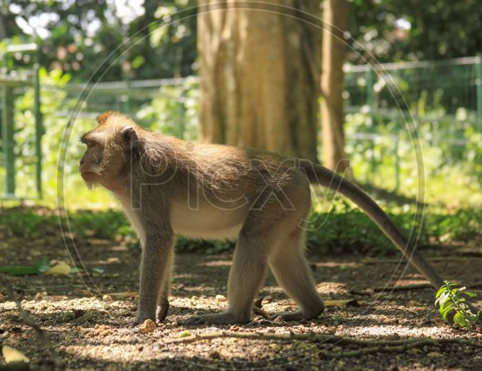 Male Macaque Full Body Profile, Ubud Monkey Forest