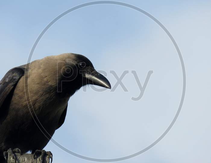 Crow on a blue sky,close up of a Crow.