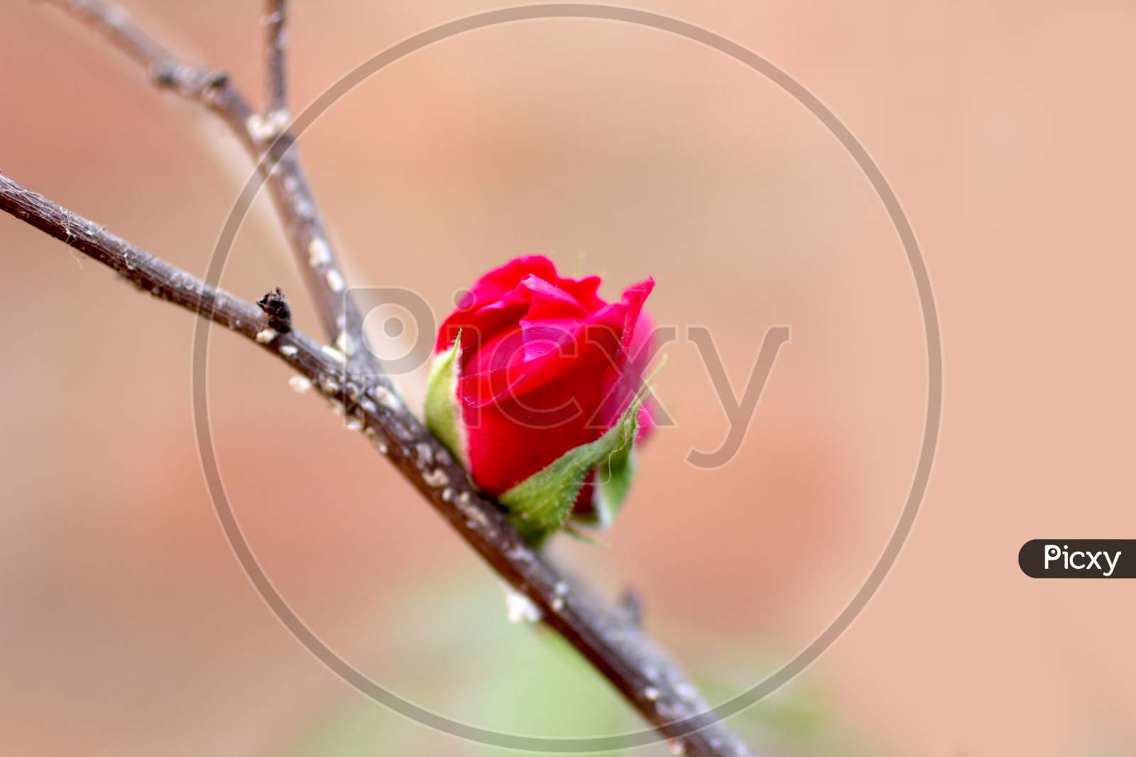Selective Focus on Rose Flower