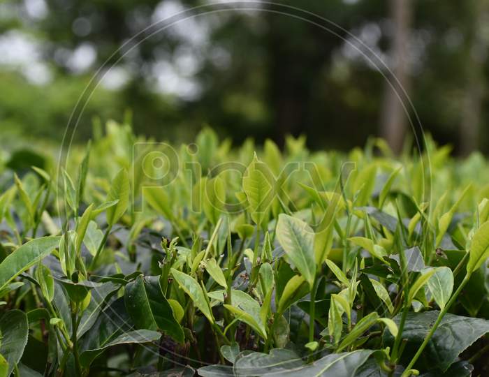 tea leaves of Assam tea