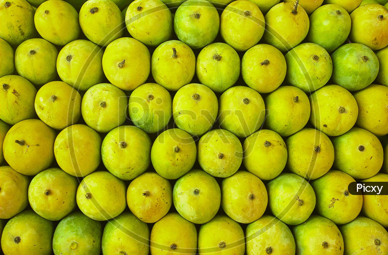 Selective focus on Mangoes