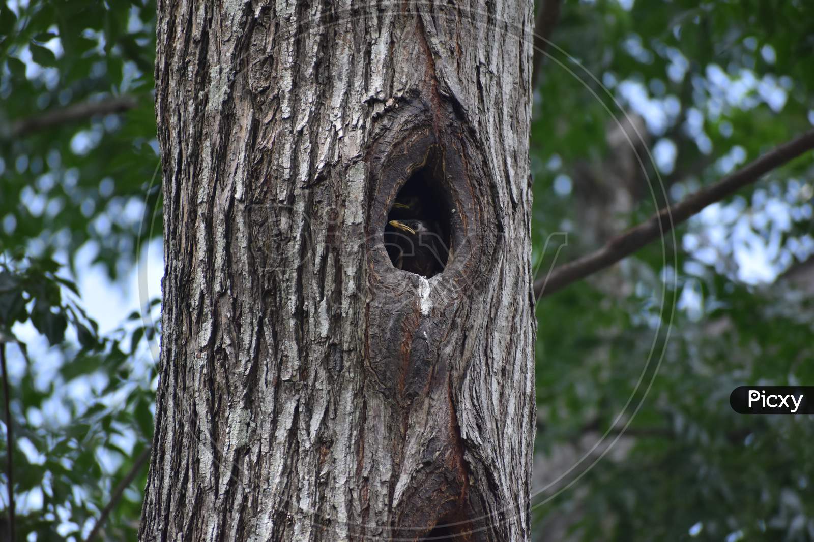 a bird nest on a tree trunk