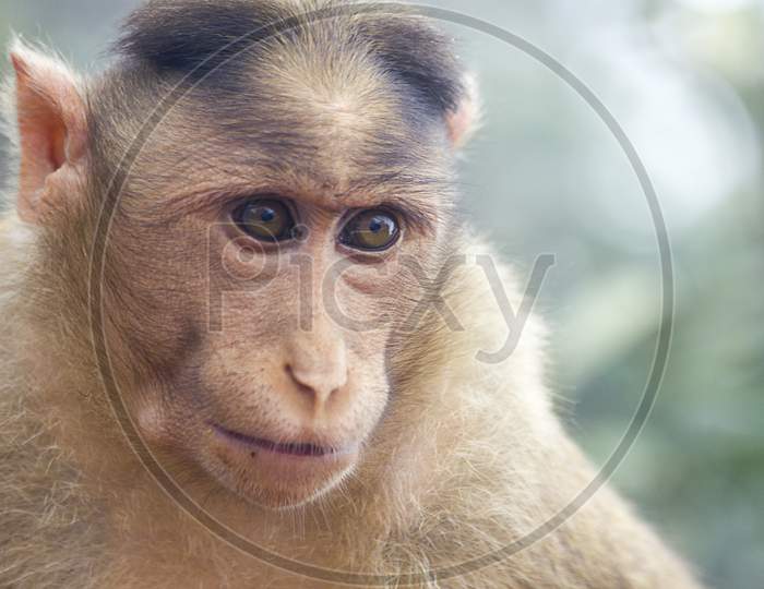Close up shot of a Monkey