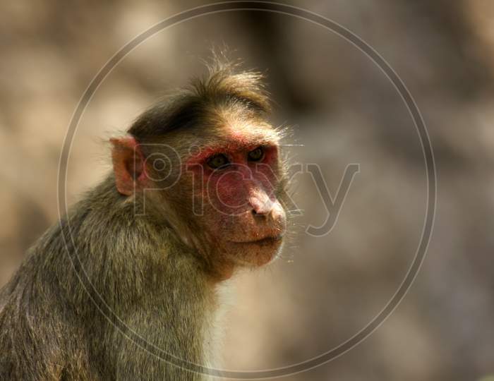 A Monkey with Blur Background