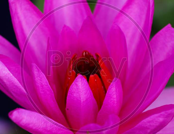 Close up shot of a Lotus Flower