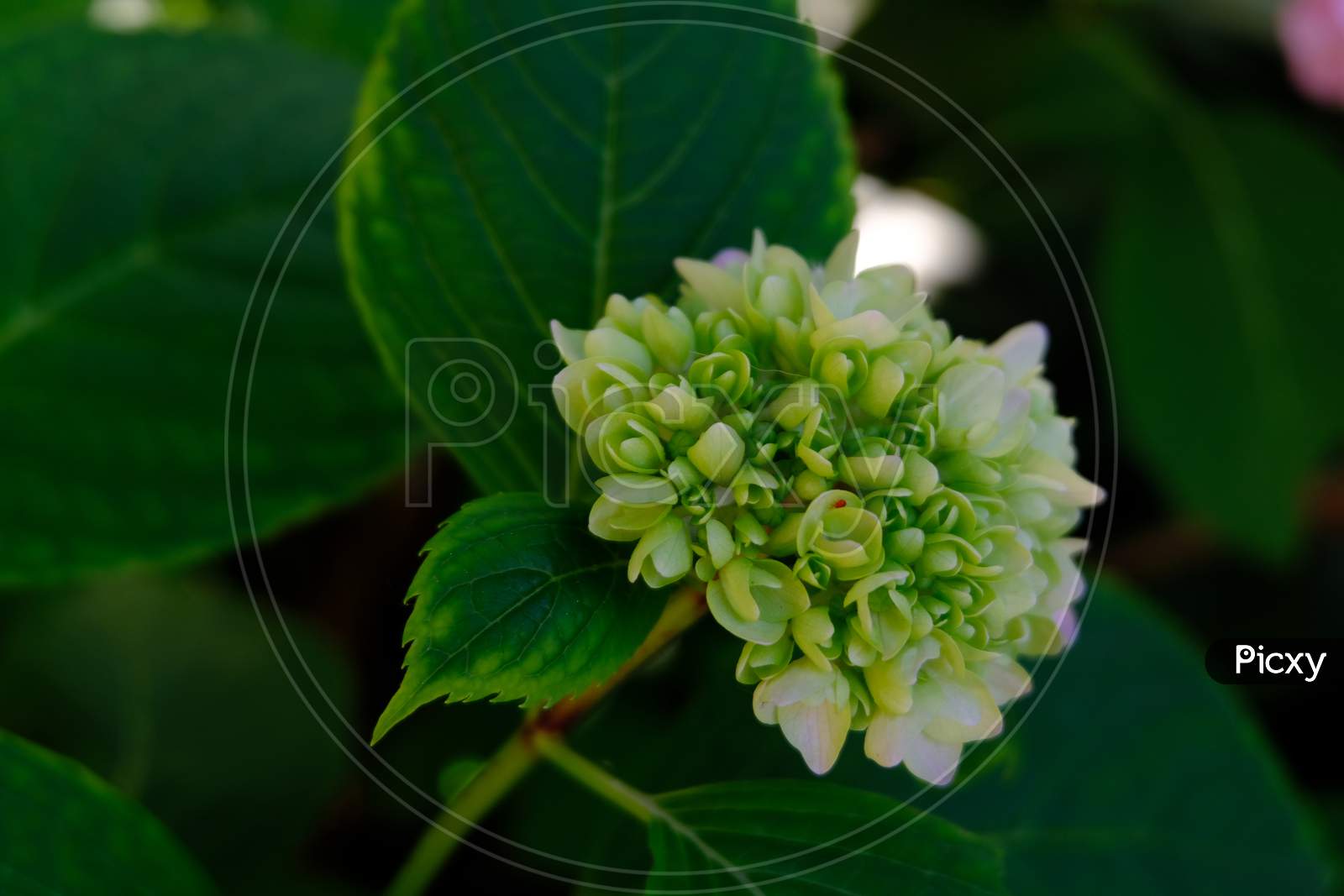 Hydrangea flower bud