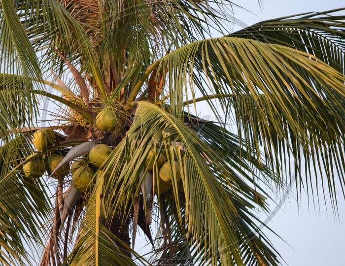 Coconuts on the Tree