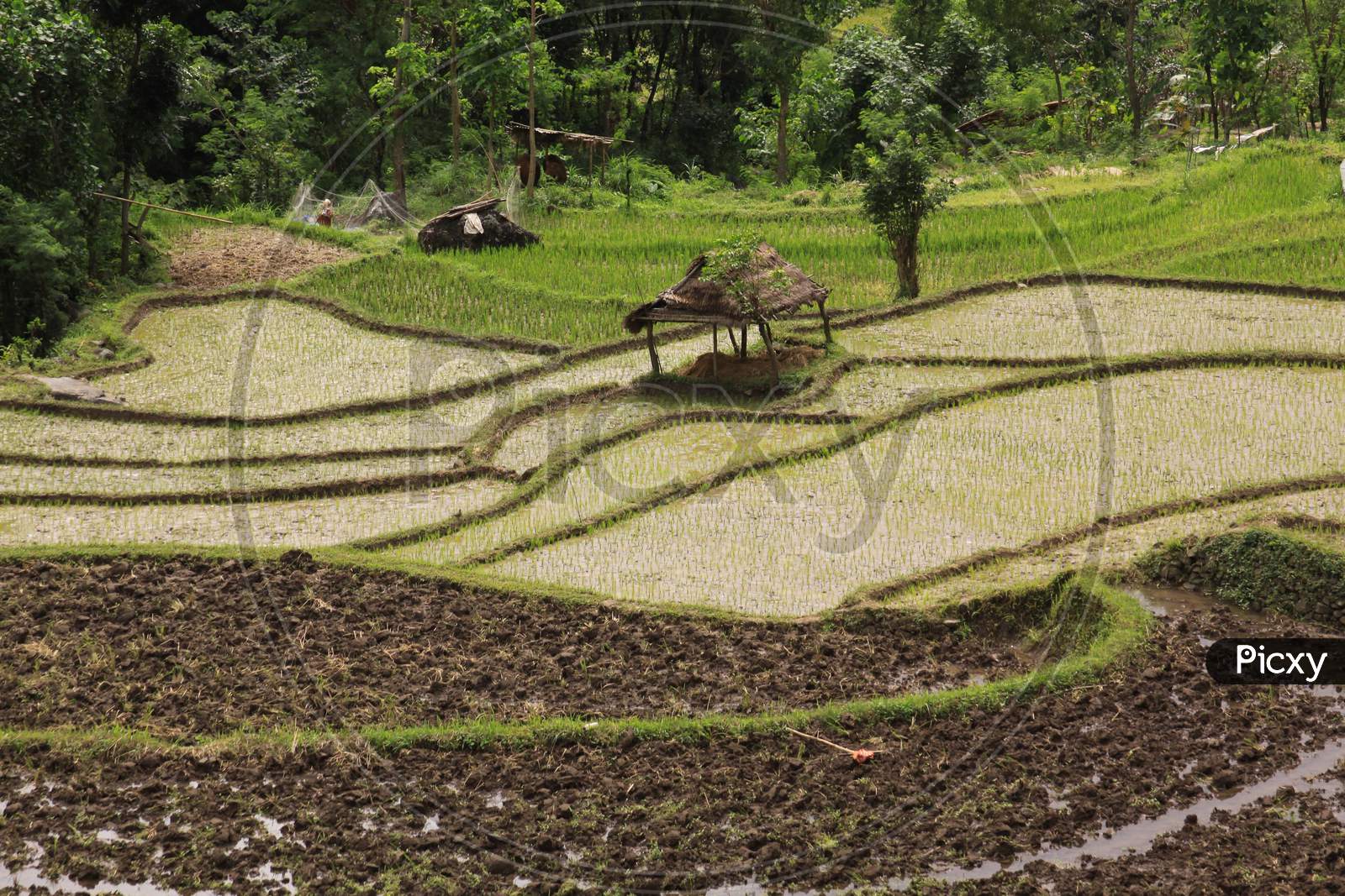 Bali Rice Field Terraces With Hut On Paddy