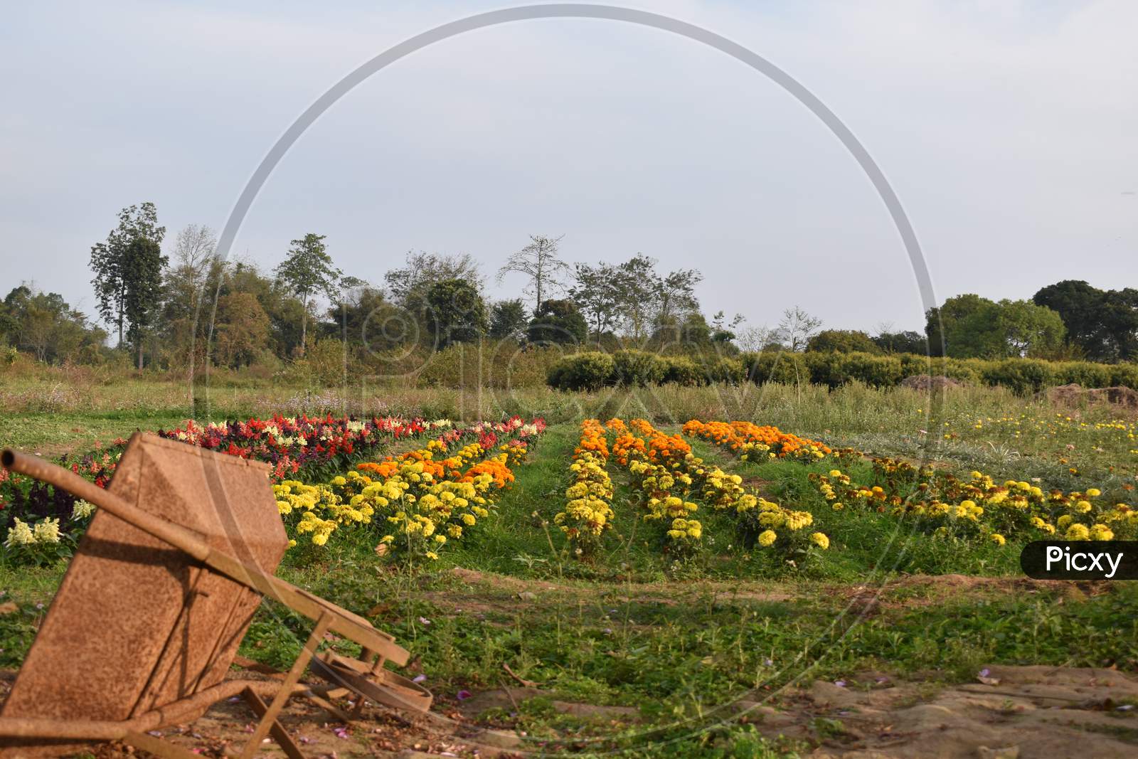 a garden pull cart is lying near the flower cultivation field