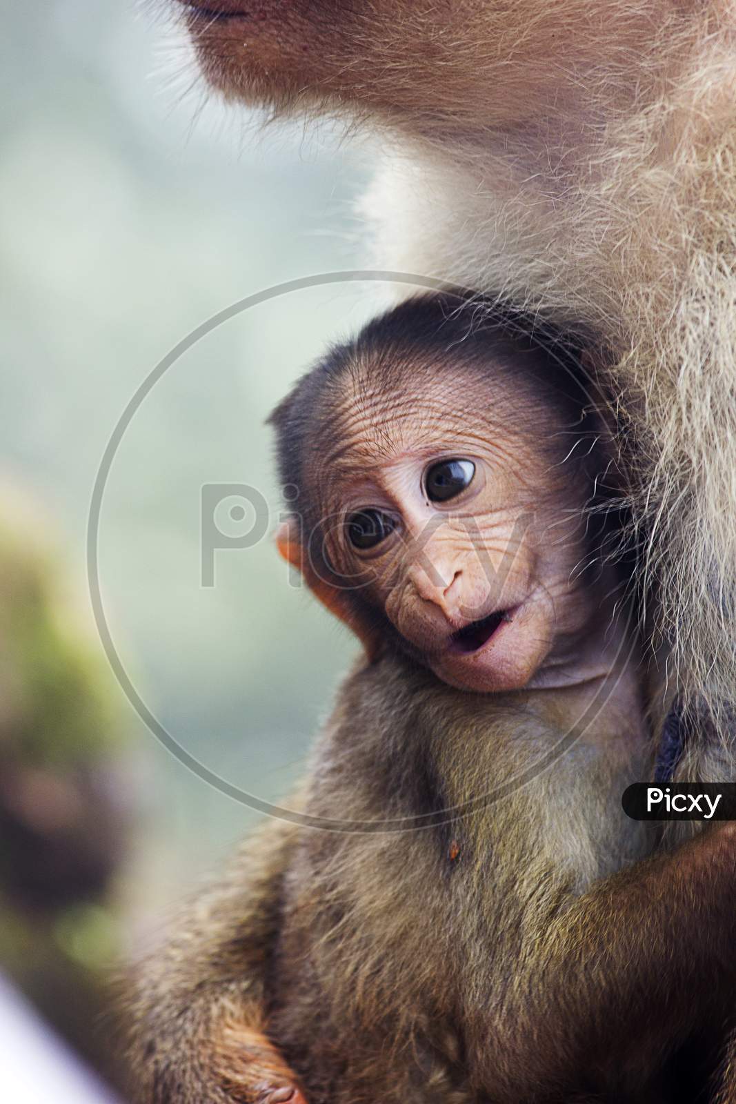 A Child Monkey with Monkey