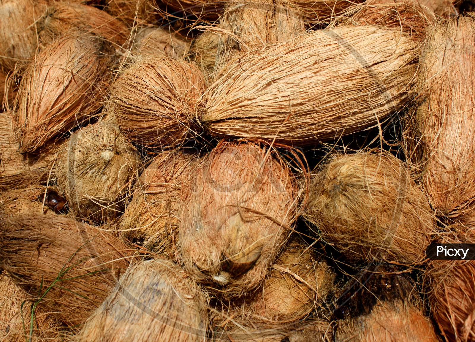 Close up shot of a Coconuts