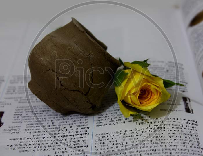 A Rose with Broken Mud Pot