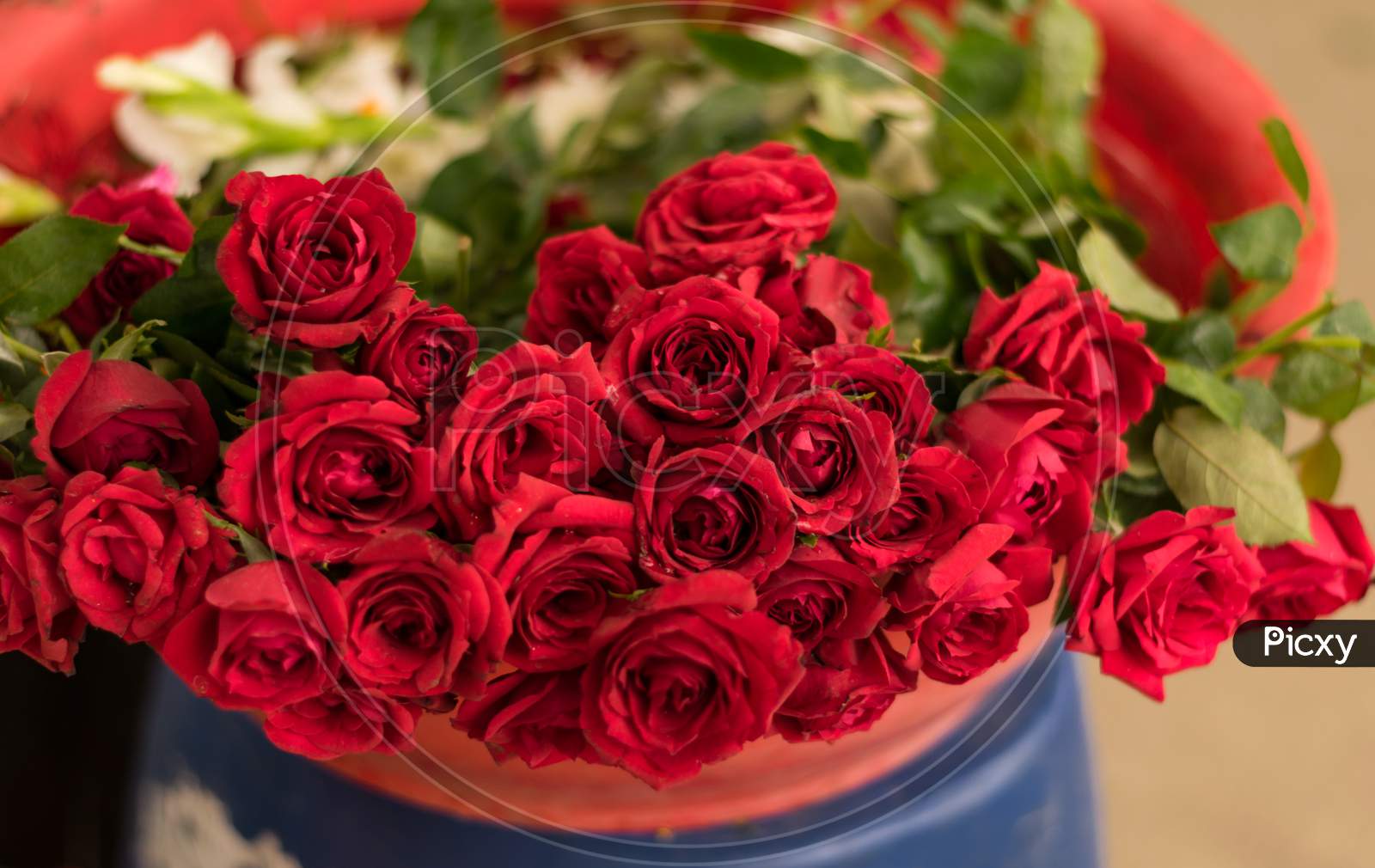 Red Roses Displayed In A Blue Pot