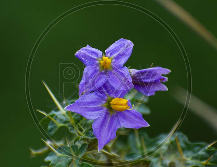 Purple flowers of the solanum virginianum with green background