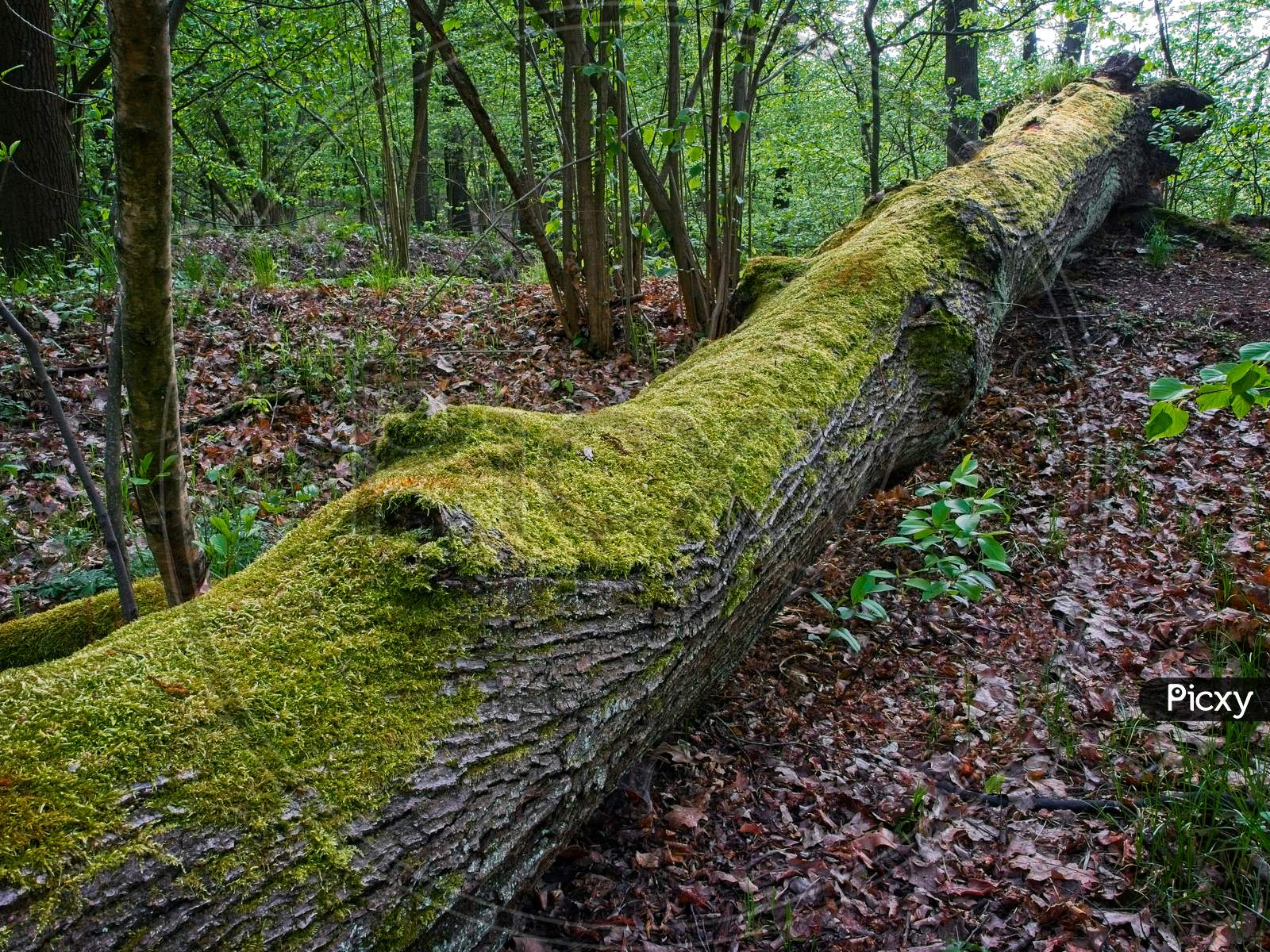 Moss Growing On The Fallen Tree In The European Forest.