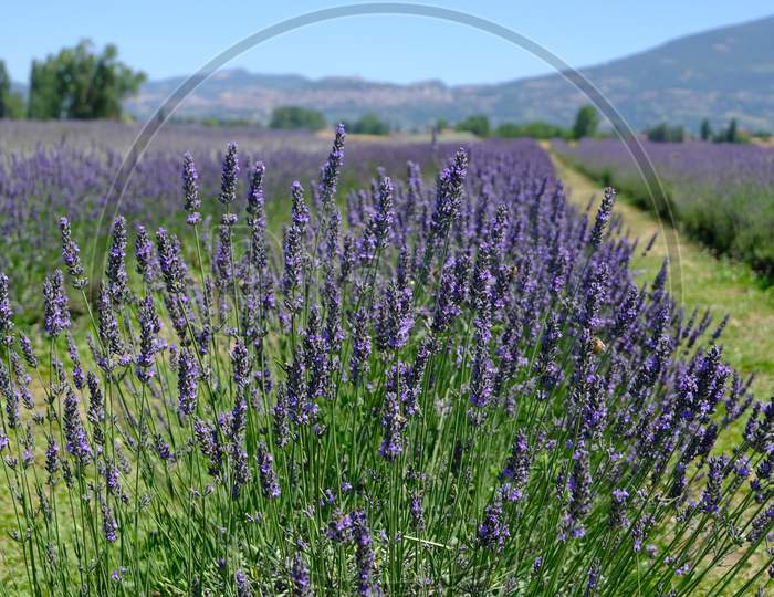 Blooming Lavender Fields