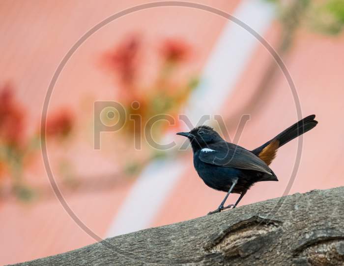 Indian Robin (Copsychus Fulicatus) Perched On A Tree Branch