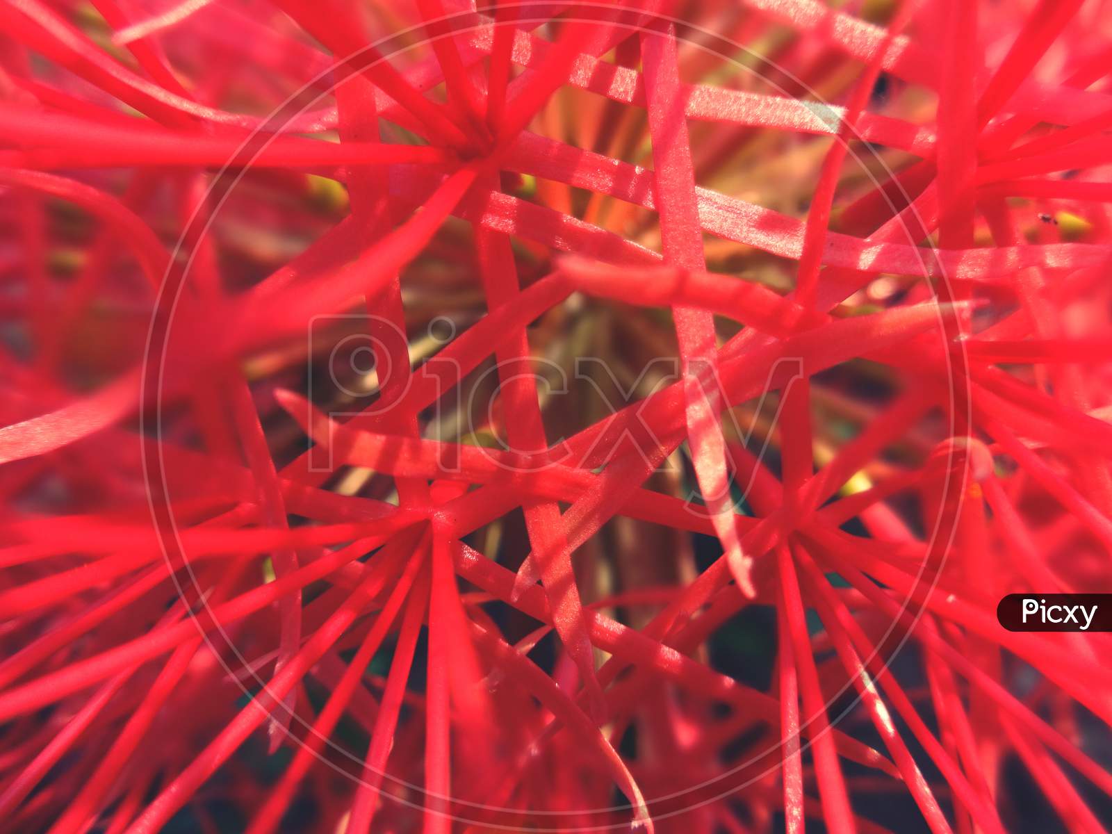 Closeup macro fireball flowering plant Photography