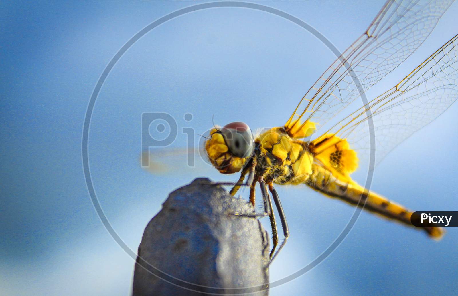 A Beautiful Dragonfly,looks like Gold