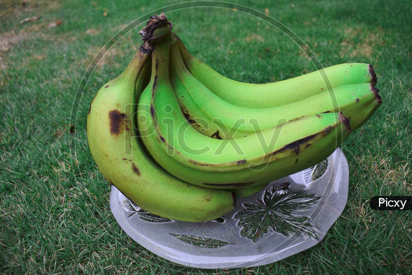 Side View Of Plantain Or raw Green Banana