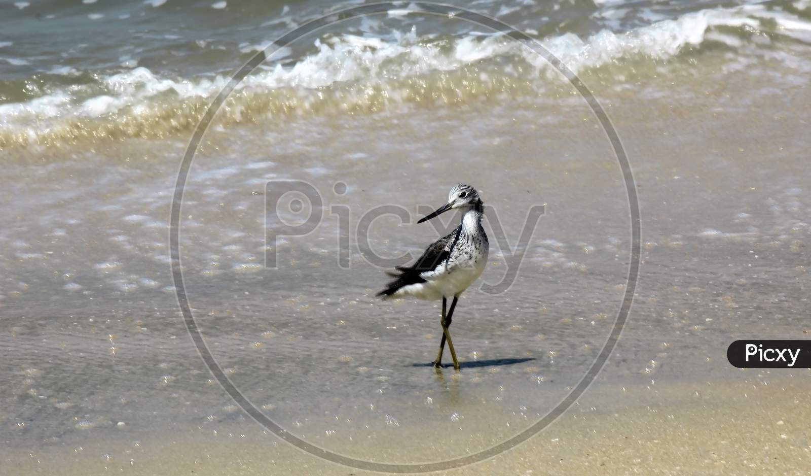 Common Greenshank Bird By The Seashore