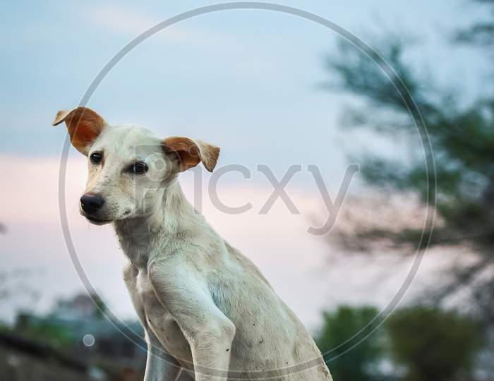Cute dog seated on the soil with beautiful eyes and ears