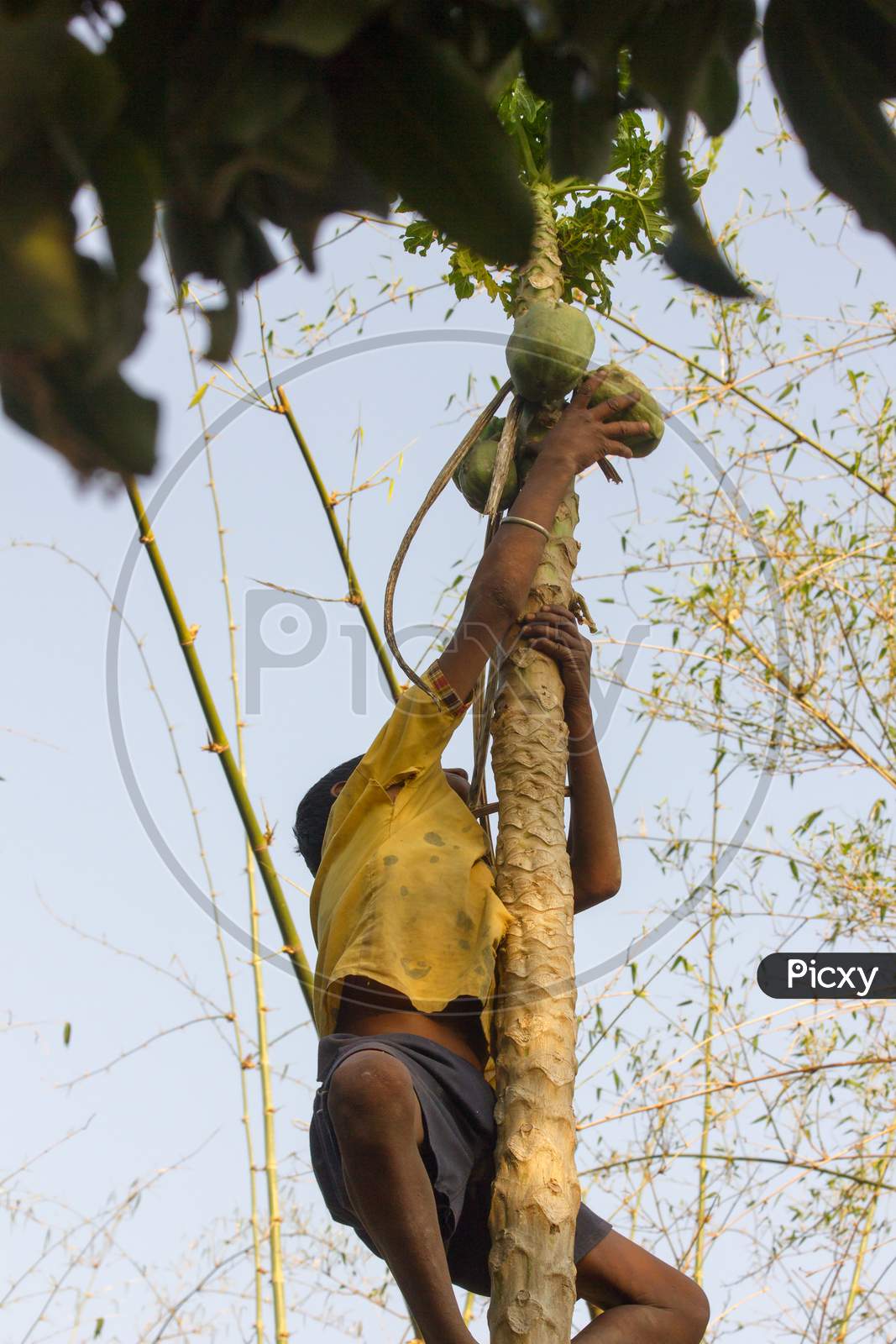 A Man trying to Climb a Tree