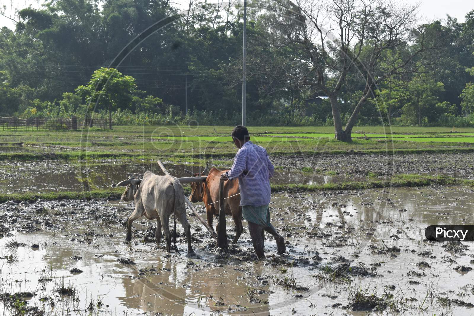 a farmer is ploughing his field with bullocks