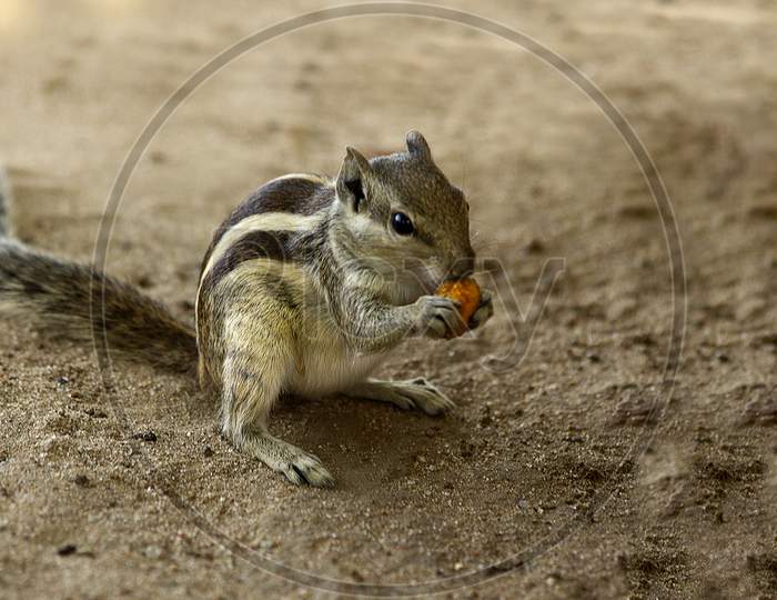 Selective focus on a squirrel