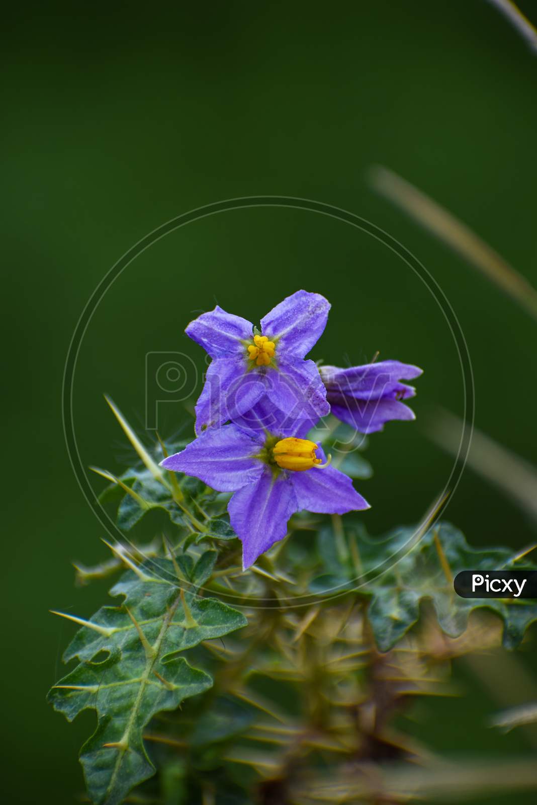 Purple flowers of the solanum virginianum with green background