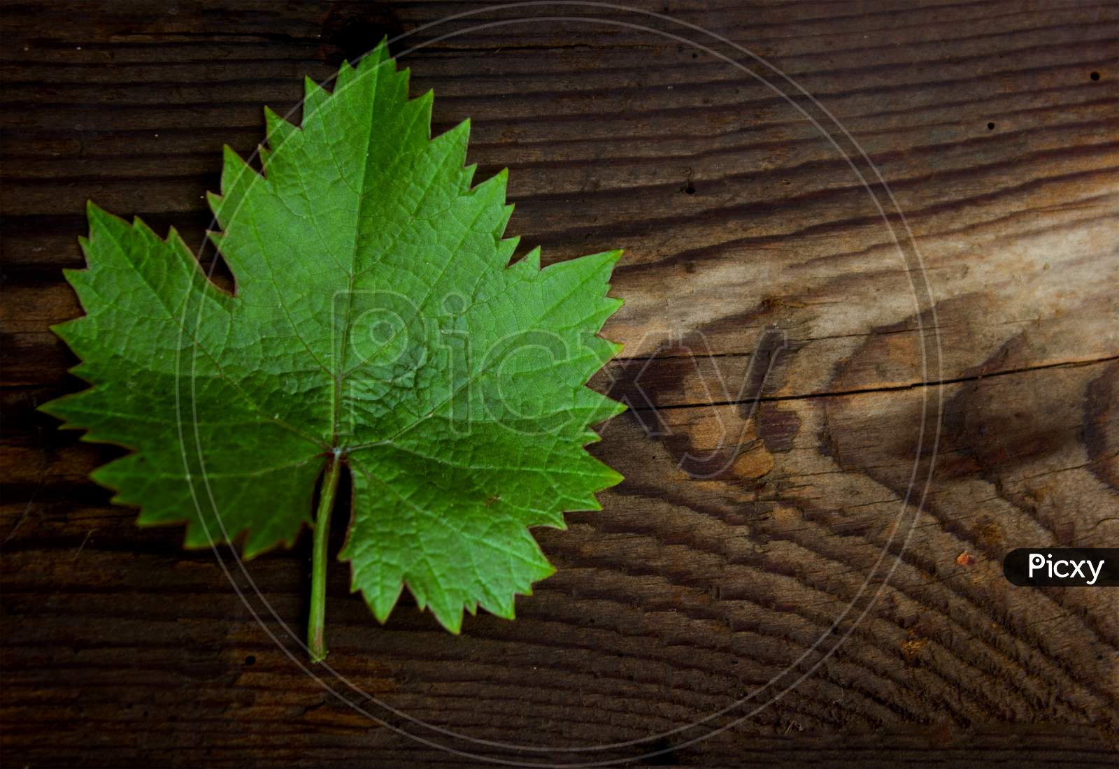 A Green leaf on a Wooden Background