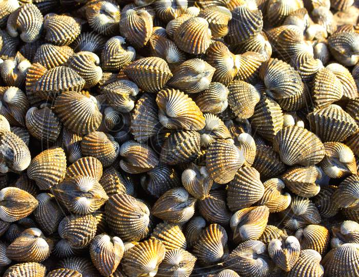 Close up shot of Sea Shells