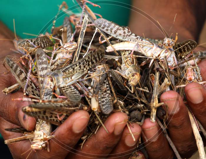 Dead Locusts Pictured At A Farm After Pesticide Spraying By Rajasthan Agriculture Department Team On Locust Swarms In Outskirts Village Of Ajmer, Rajasthan, India On 10 June 2020.