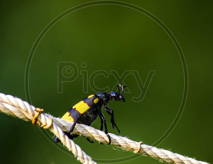 An Insect on a Rope
