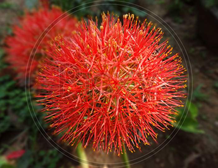 Red closeup fire ball flowering plant photography