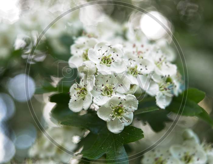 Blooming Hawthorn White Flowers In The Spring.