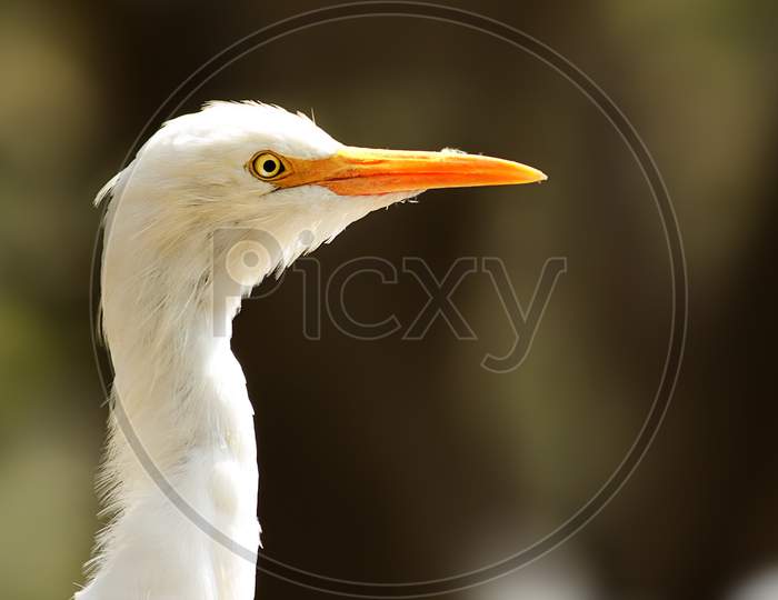 Selective Focus on cattle egret bird