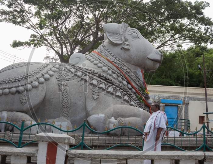 The famous Nandi Bull statue temple atop the Chamundi Hills in Mysore /Karnataka/India.